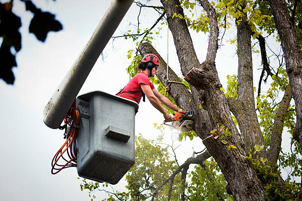 How Our Tree Care Process Works  in  Casselberry, FL